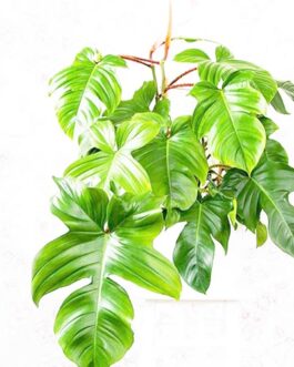 Philodendron squamiferum (Single plant)