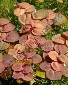 Phyllanthus Fluitans/ Red root floaters