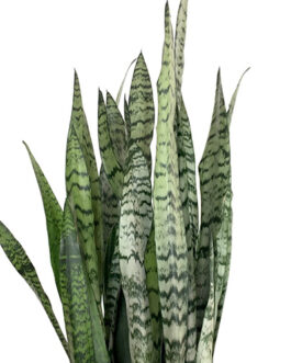 Sansevieria zeylanica/ Sansevieria trifasciata/ Snake Plant