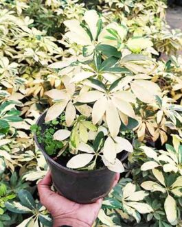 Schefflera Variegated (Single plant)