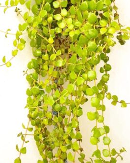 Tangled heart plant/ Succulent Swedish Ivy (10 stems)