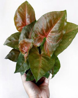 Syngonium Podophyllum Red Veins (Single plant)