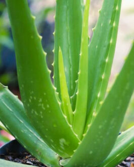 Aloe Vera/Aloe Succulent Plant
