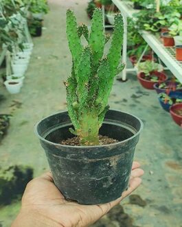 Opuntia Monacantha Cactus (pot)
