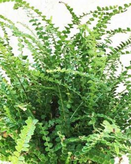 Button Fern / Pellaea rotundifolia