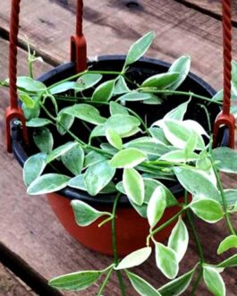 Dischidia oiantha ‘Variegata'(jiffy plant)