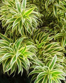 Dracaena reflexa/ Song of India (Single plant)