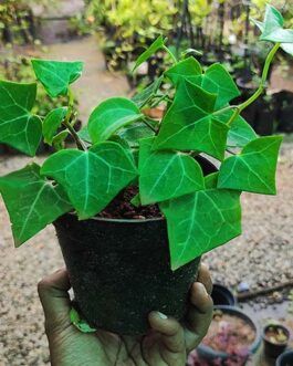 Green Wax Ivy/ Senecio macroglossus (pot)