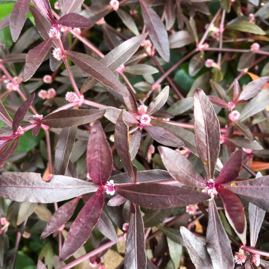 Alternanthera sessilis purple (3 stem cuttings) - Buy 6000+ Plants, Seeds, online Himadri at Lowest prices