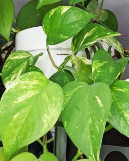Ordinary Golden Pothos/ Epipremnum Aureum/ Devils Ivy (Single plant)