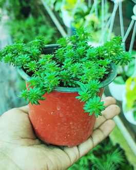 Green Sedum (pot)