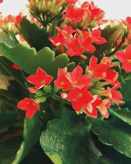 Kalanchoe Plant – Red flower/ Kalanchoe blossfeldiana (single plant)