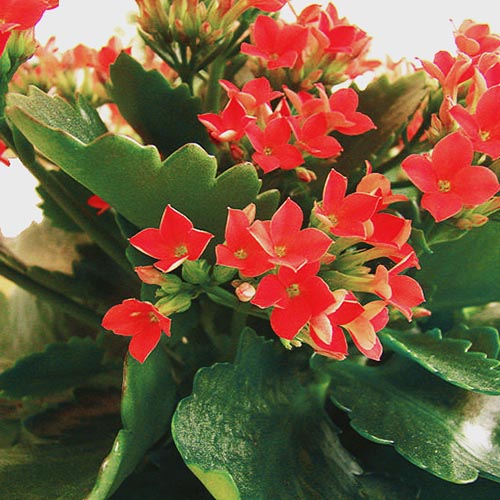 Kalanchoe Plant - Red flower/ Kalanchoe blossfeldiana (single plant ...