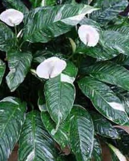 Peace lily variegated/ Domino peace lily