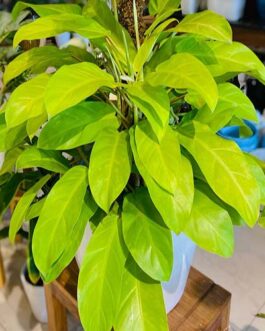 Philodendron Ceylon Golden Plant (Single plant)
