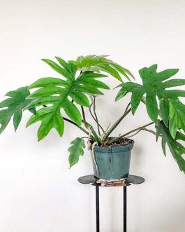 Philodendron Mayoi Plant (Single plant)