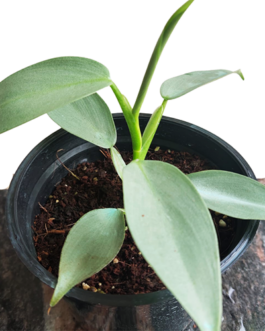 Philodendron Silver Sword/ Philodendron Hastatum (Single plant)