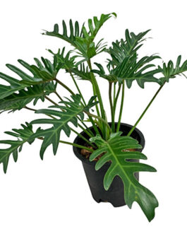 Philodendron Xanadu Green