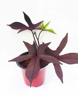 Purple sweet potato vine plant (pot)