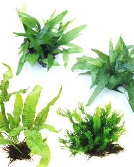 Fern Combo-Java, Wrinkled leaf, Philippine narrow leaf and Windelov fern steel meshes (40 nos total)