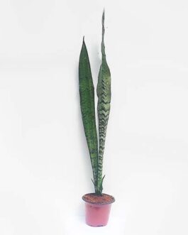 Sansevieria zeylanica/ Sansevieria trifasciata/ Snake Plant