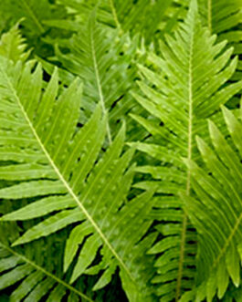 Brazilian Tree fern/ Silver lady fern