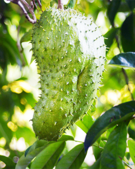 Soursop/ Brazilian pawpaw/ Breadfruit (Single Plant)