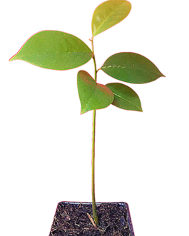 Soursop/ Brazilian pawpaw/ Breadfruit (Single Plant)