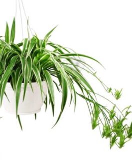 Spider Plant/ Chlorophytum comosum (pot)