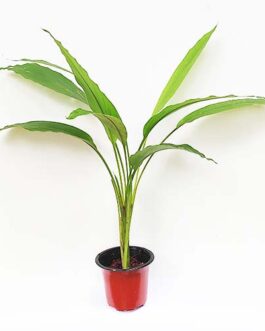 Turmeric plant/ Haldi