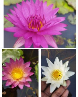 Waterlily 3 tuber combo(Hot pink, Tropical sunset, innocence)