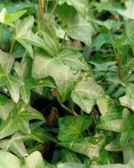 English ivy (jiffy sized plant)