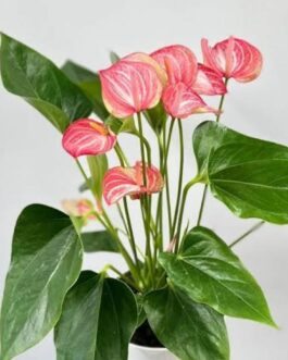 Anthurium livium (single plant)
