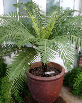 Brazilian Tree fern/ Silver lady fern (Extra large size)