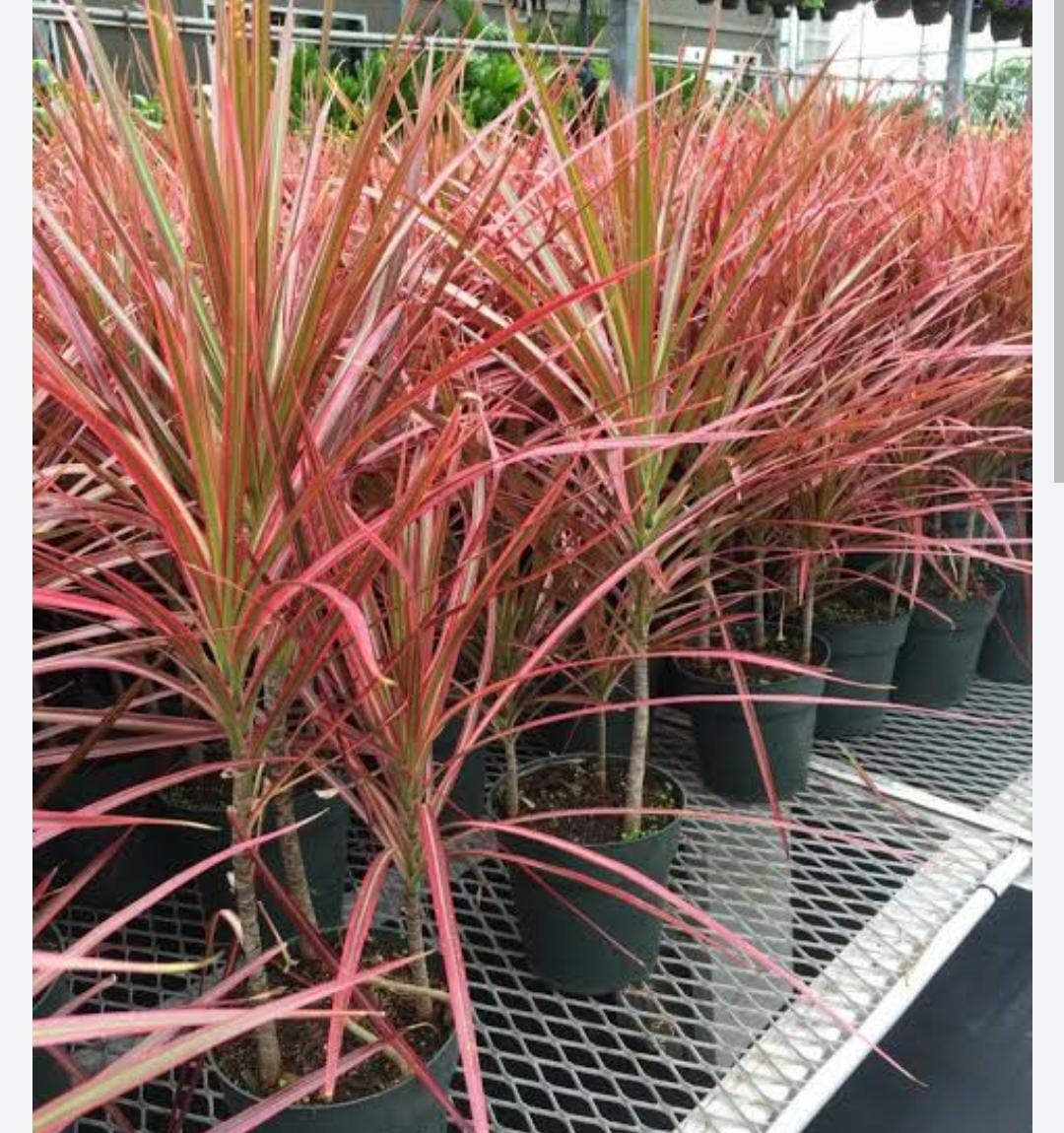 Dracaena Colorama pink (single plant) - Buy 6000+ Plants, Seeds, Pots ...