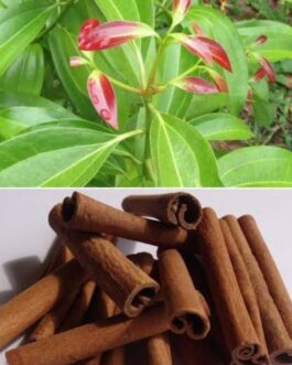 Cinnamon Plant (single plant)