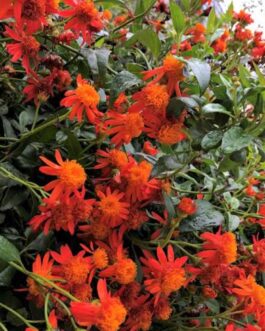 Mexican Flame Vine (single plant)