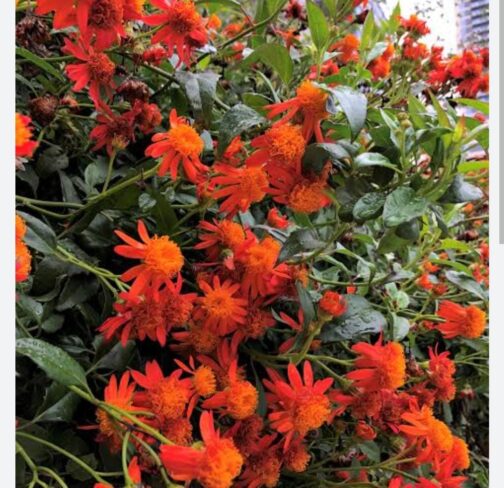 Mexican Flame Vine (single plant) - Image 2