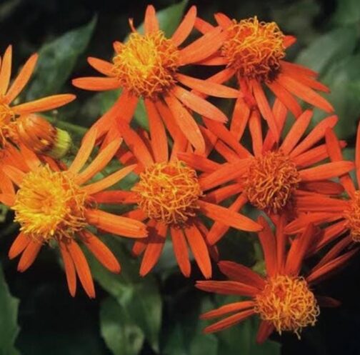 Mexican Flame Vine (single plant) - Image 3