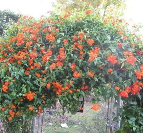Mexican Flame Vine (single plant) - Image 4
