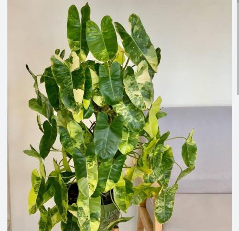 philodendron burle marx variegated (small sized plant) Buy 6000