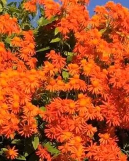 Mexican Flame Vine (single plant)