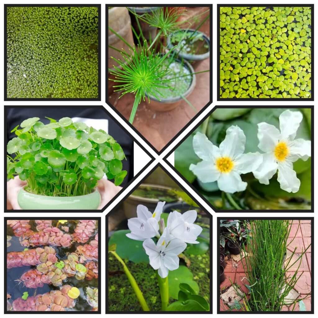 Pond plant combo 2 ( 8 plants) Buy 6000+ Plants, Seeds, Pots online