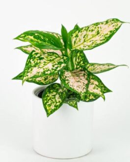 Aglaonema Eileen (single plant pot)