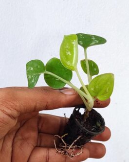 Satin pothos/ Scindapsus Silver (small plant pot)