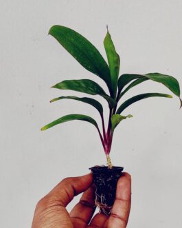 Cordyline Kiwika (single plant pot)