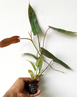 Philodendron Atabapoense (single plant pot)
