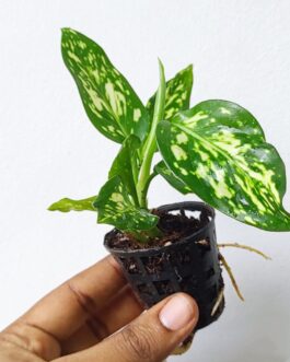 Aglaonema Snow White (small single plant pot)