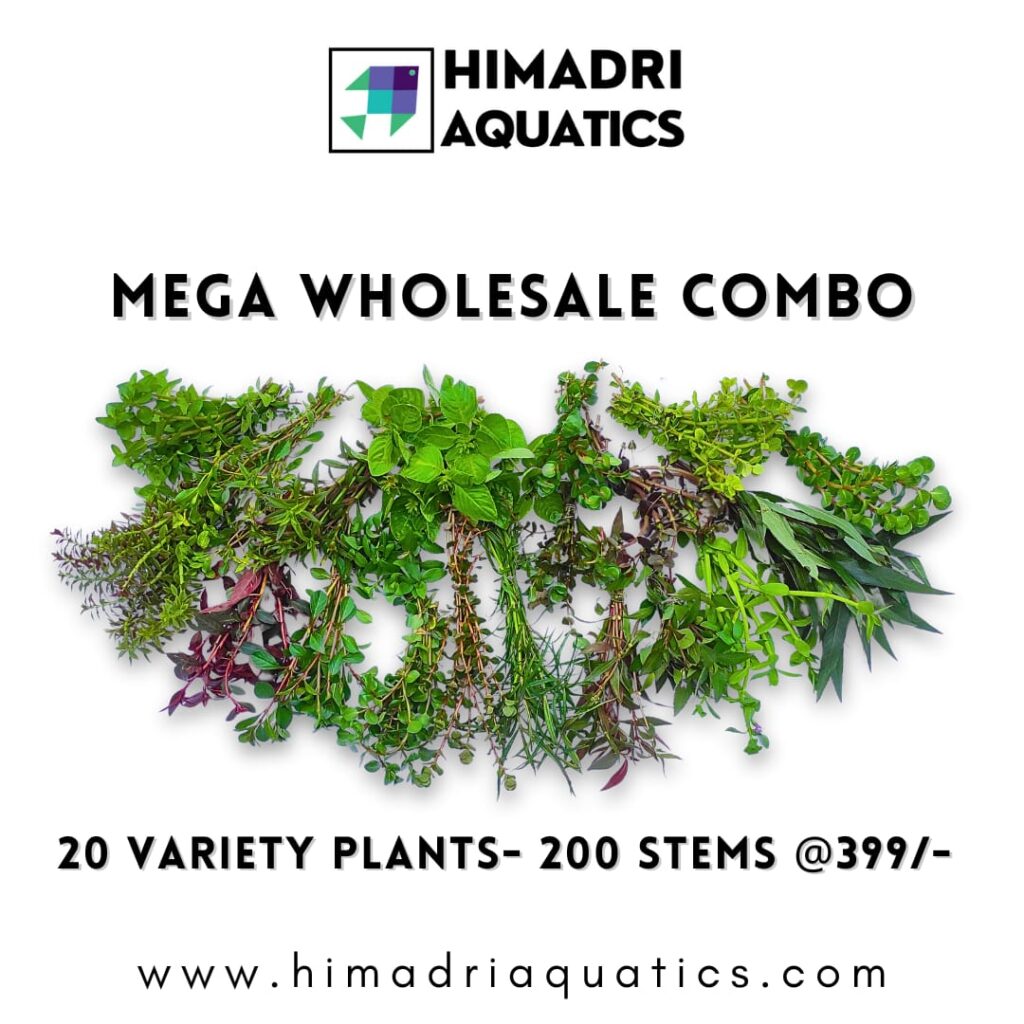 Mega aquatic plants wholesale combo (200 stems) Buy 6000+ Plants