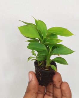 Dieffenbachia Lemon (small plant pot)